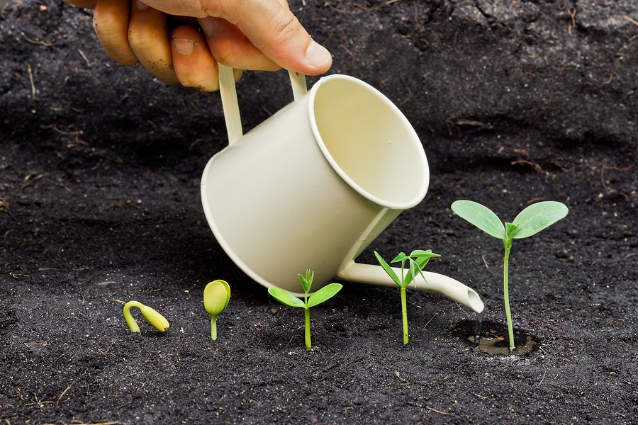 watering plants